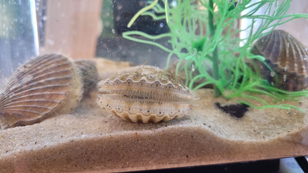 Bay Scallops/Swimming Scallops for sale, grown in Chincoteague Bay