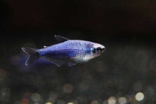 blue-emperor-tetra